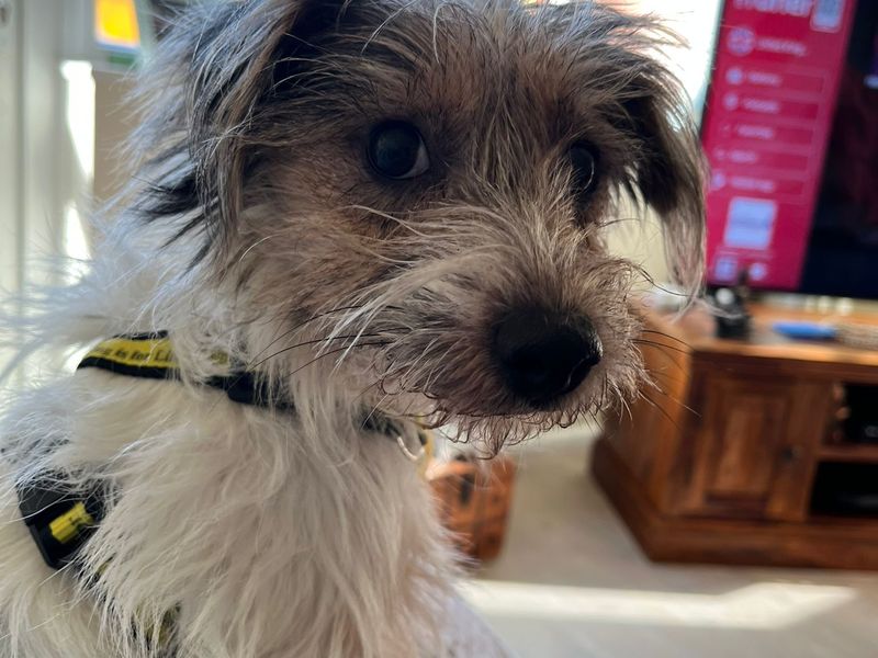 Jack Russell Terrier for adoption in Newton Tony, Wiltshire – 1 year old - Image 2 of 2