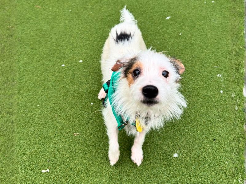 Jack Russell Terrier for adoption in Newton Tony, Wiltshire – 1 year old