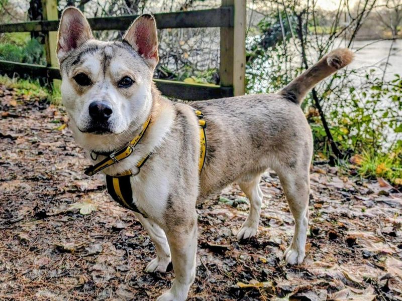 Siberian Husky for adoption in Ballymena, Co Antrim – 1 year old