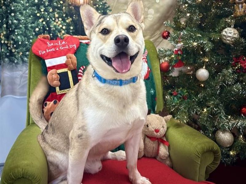 French Bulldog for adoption in Ballymena, Co Antrim – 1 year old - Image 2 of 3