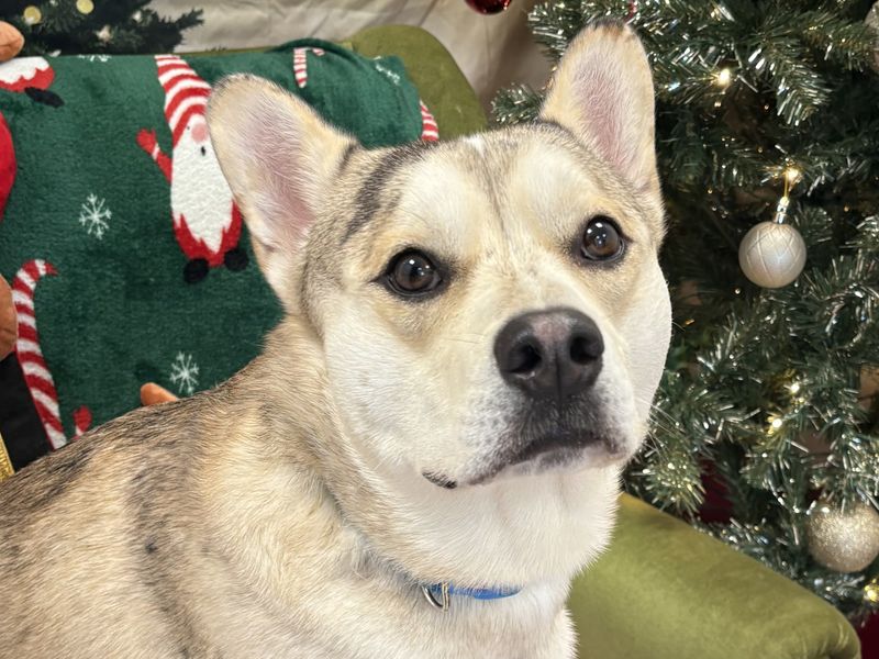 French Bulldog for adoption in Ballymena, Co Antrim – 1 year old - Image 3 of 3