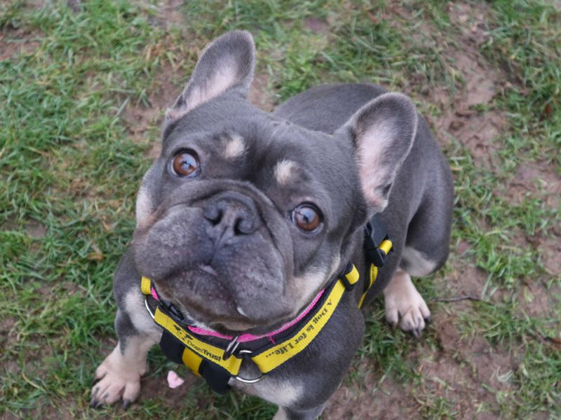 French Bulldog for adoption in Uxbridge, London – 4 years old