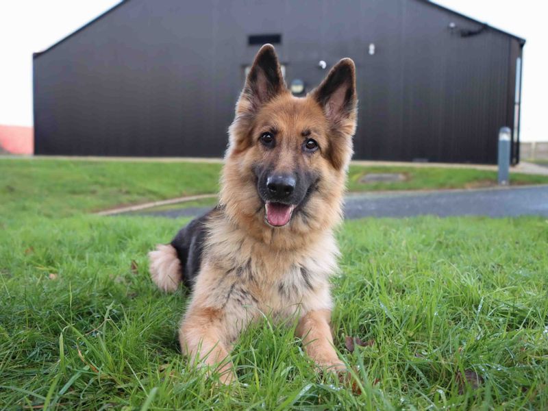German Shepherd for adoption in Sadberge, Durham – 4 years old - Image 2 of 5