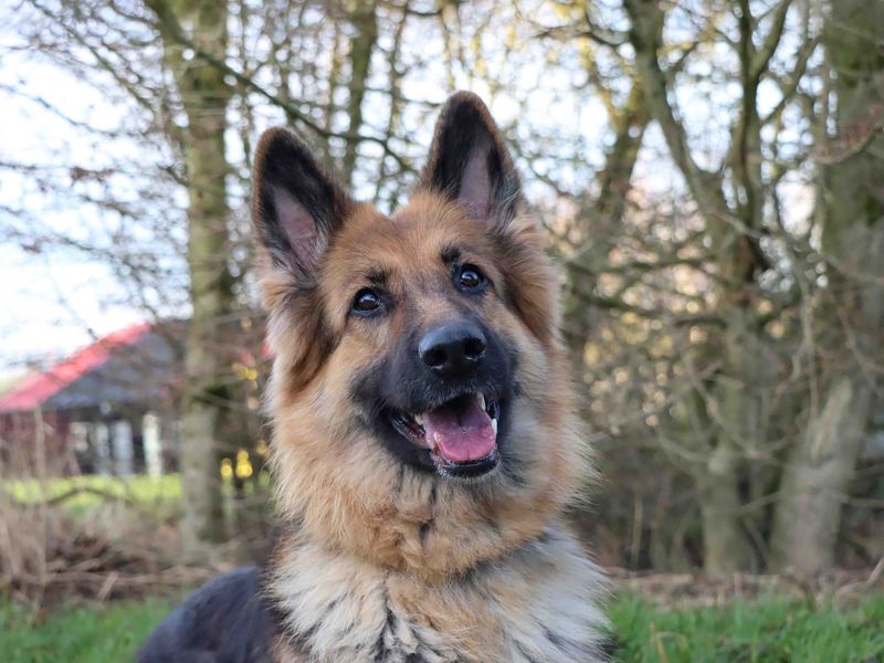 German Shepherd for adoption in Sadberge, Durham – 4 years old - Image 3 of 5