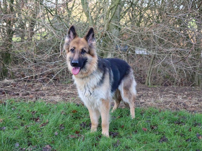 German Shepherd for adoption in Sadberge, Durham – 4 years old - Image 5 of 5