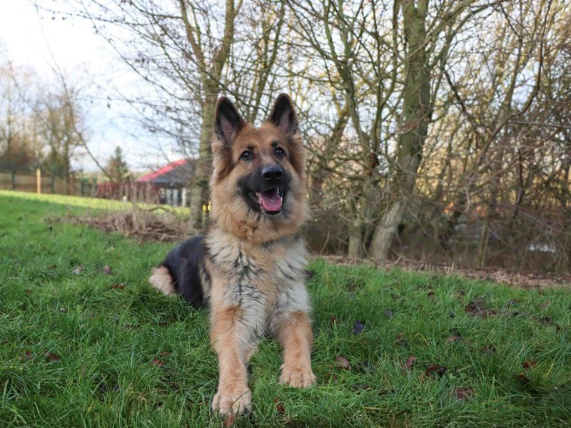 German Shepherd for adoption in Sadberge, Durham – 4 years old - Image 4 of 5