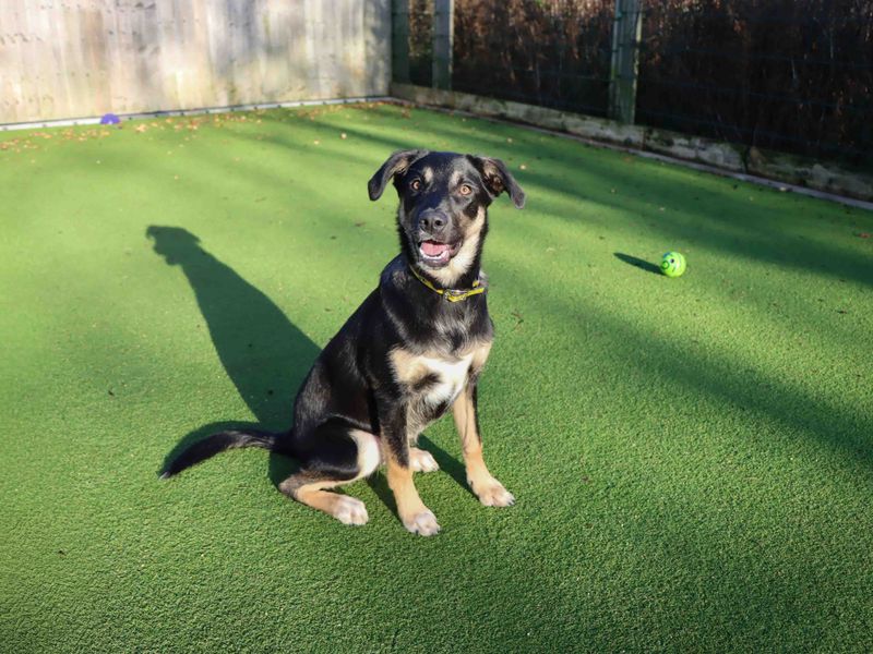 Sadie, a Unknown old female Crossbreed available for adoption from Dogs Trust in Darlington, County Durham
