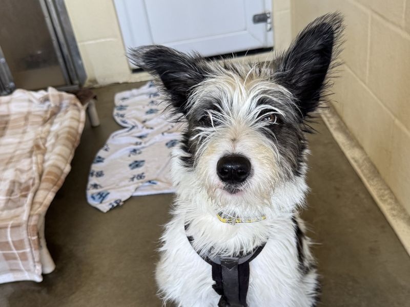 Holly, a 5 months old female Lurcher available for adoption from Dogs Trust in Basildon, Essex