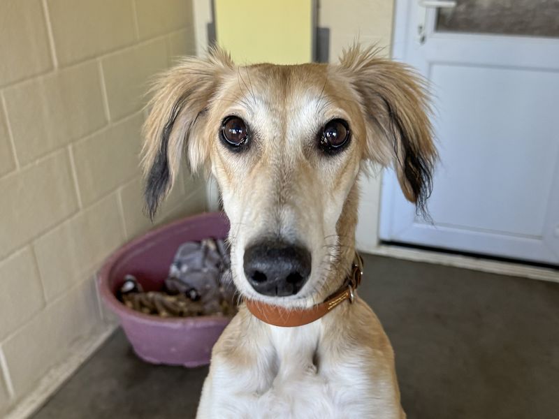 Fly, a 2 years old male Lurcher available for adoption from Dogs Trust in Basildon, Essex