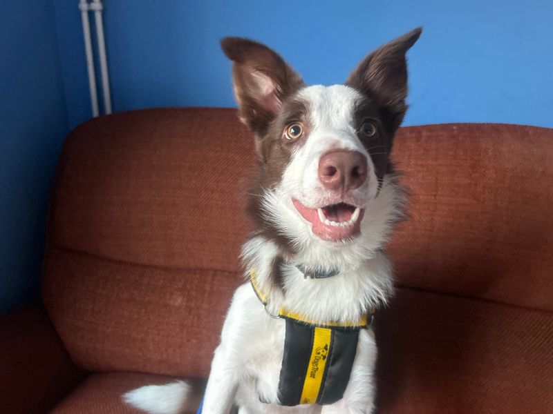 Border Collie for adoption in Wymeswold, Leicestershire – 7 months old