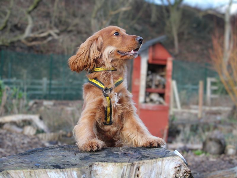 Cocker Spaniel for adoption in Liverpool, Merseyside – 8 months old - Image 2 of 3