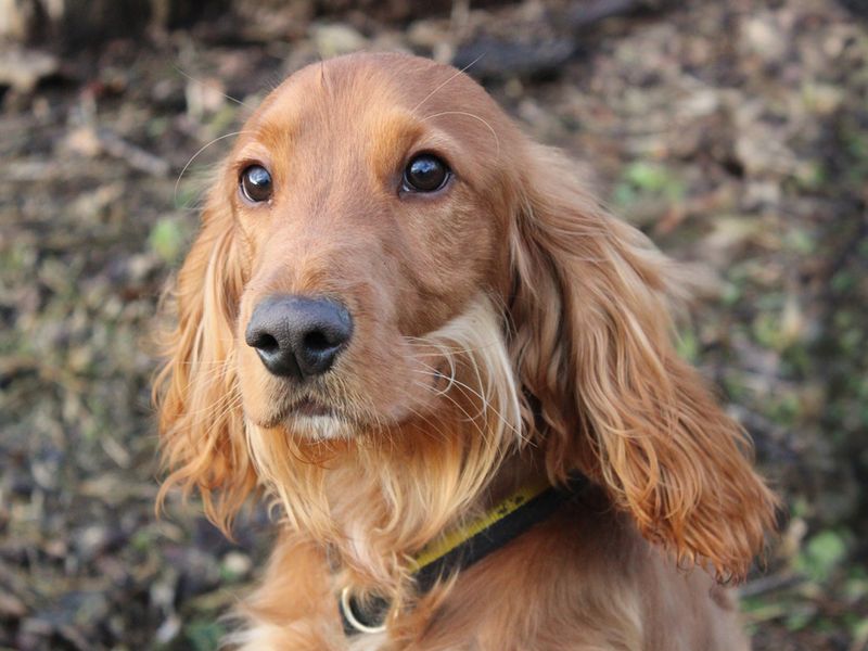 Cocker Spaniel for adoption in Liverpool, Merseyside – 8 months old