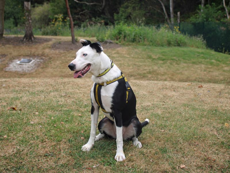 Rapunzel | Collie (Border) Cross | Merseyside (Liverpool) - 3