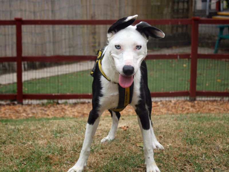 Rapunzel | Collie (Border) Cross | Merseyside (Liverpool) - 2