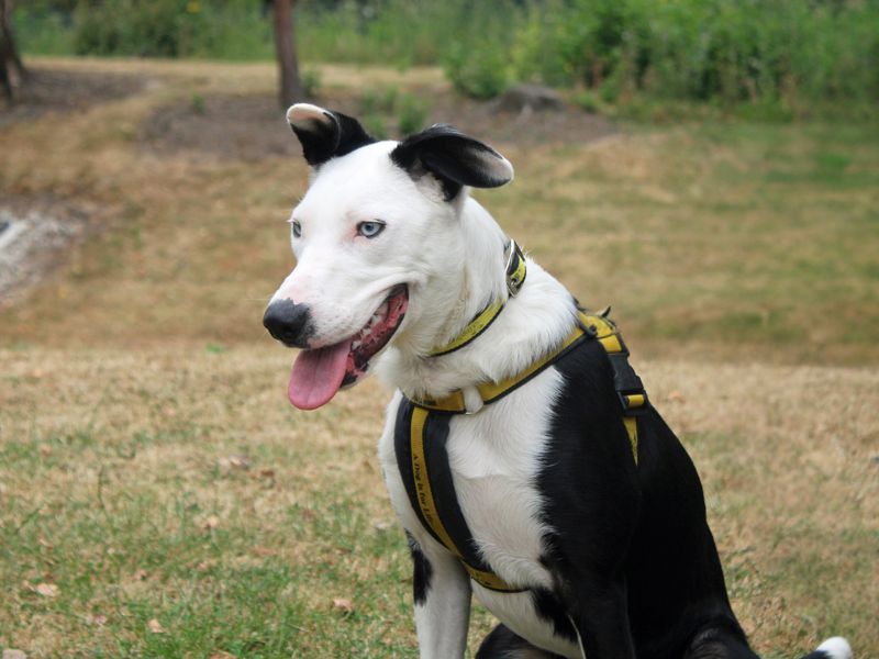 Rapunzel | Collie (Border) Cross | Merseyside (Liverpool) - 4