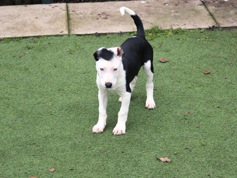 Border Collie for adoption in Liverpool, Merseyside – 10 weeks old