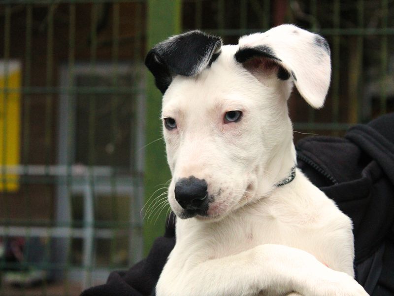 Border Collie for adoption in Liverpool, Merseyside – 10 weeks old - Image 2 of 3