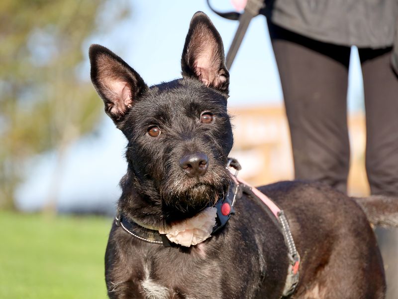 Xara, a 2 years old female Border Terrier X Irish Terrier available for adoption from Dogs Trust in Harewood, West Yorkshire