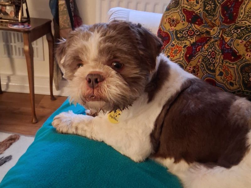 Poodle for adoption in Wales, Somerset – 1 year old - Image 2 of 2