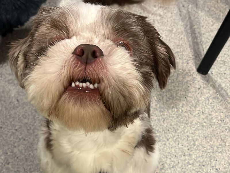Shih Tzu Dogs And Puppies For Adoption