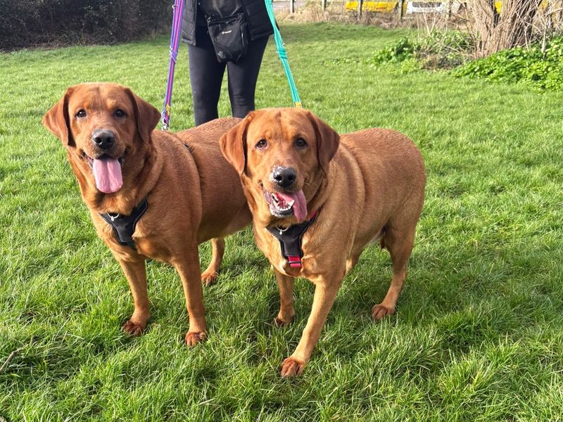 Brittany | Retriever (Labrador) | Shoreham (Sussex) - 1