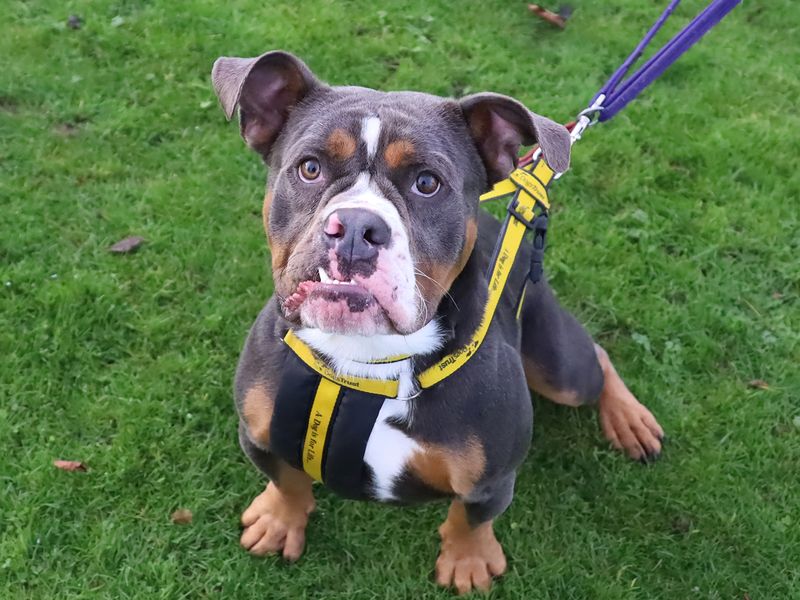 English Bulldog for adoption in Leeds, Yorkshire – 1 year old - Image 4 of 4