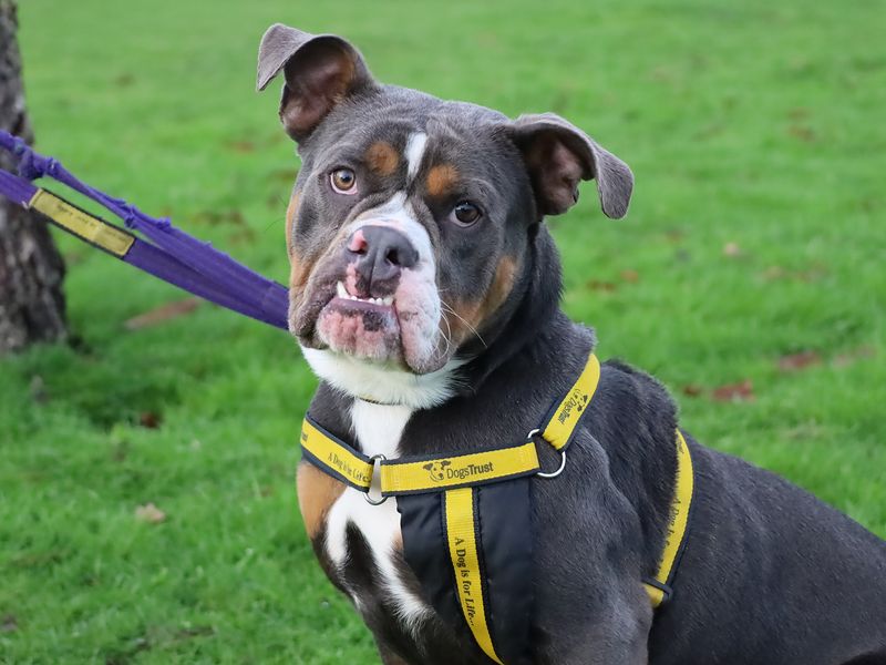 English Bulldog for adoption in Leeds, Yorkshire – 1 year old - Image 3 of 4