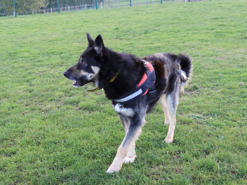 Border Collie for adoption in Evesham, Worcestershire – 4 years old - Image 6 of 9