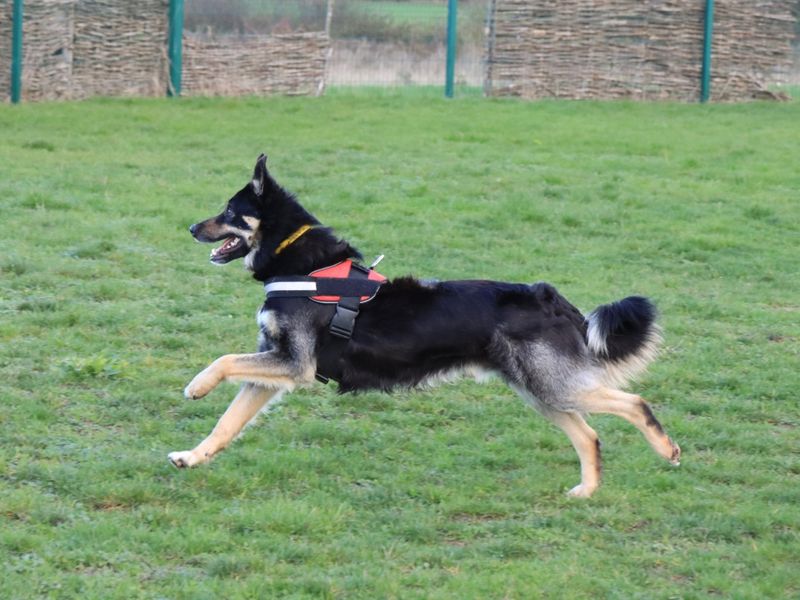 Border Collie for adoption in Evesham, Worcestershire – 4 years old - Image 7 of 9