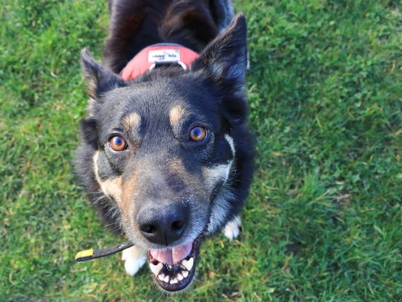 Border Collie for adoption in Evesham, Worcestershire – 4 years old - Image 8 of 9