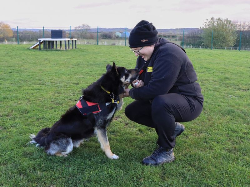 Border Collie for adoption in Evesham, Worcestershire – 4 years old - Image 2 of 9