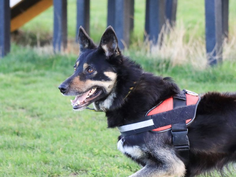 Border Collie for adoption in Evesham, Worcestershire – 4 years old