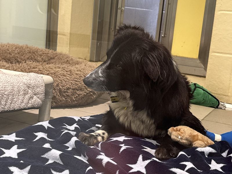 Jess, a 6 years old female Collie available for adoption from Dogs Trust in Basildon, Essex