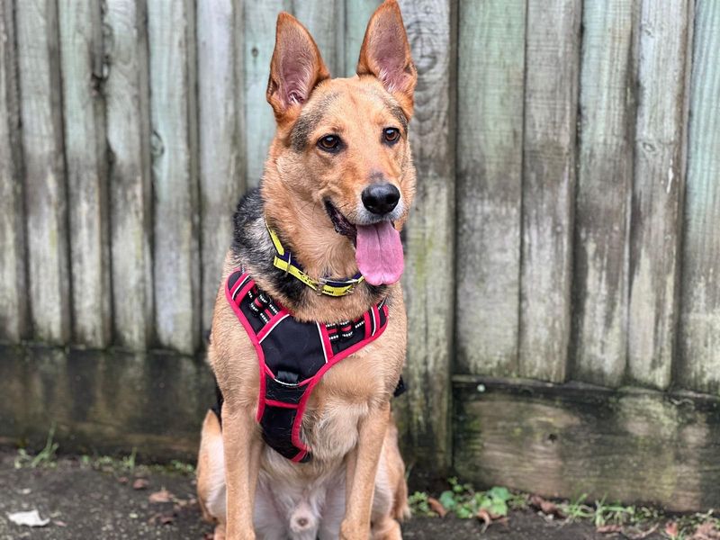 Chester - Image 2 of 2