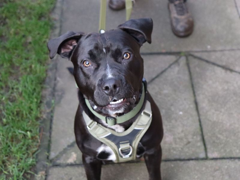 Staffordshire Bull Terrier for adoption in Glasgow, City of Glasgow – 9 months old - Image 5 of 5