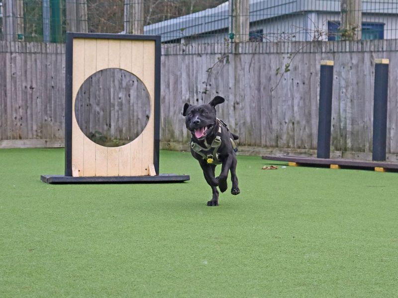 Staffordshire Bull Terrier for adoption in Glasgow, Scotland – 9 months old
