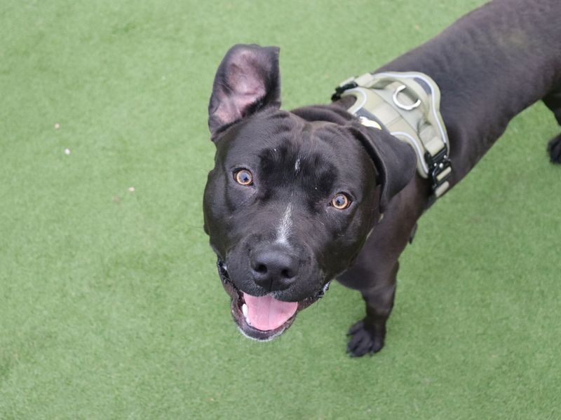 Staffordshire Bull Terrier for adoption in Glasgow, City of Glasgow – 9 months old - Image 3 of 5