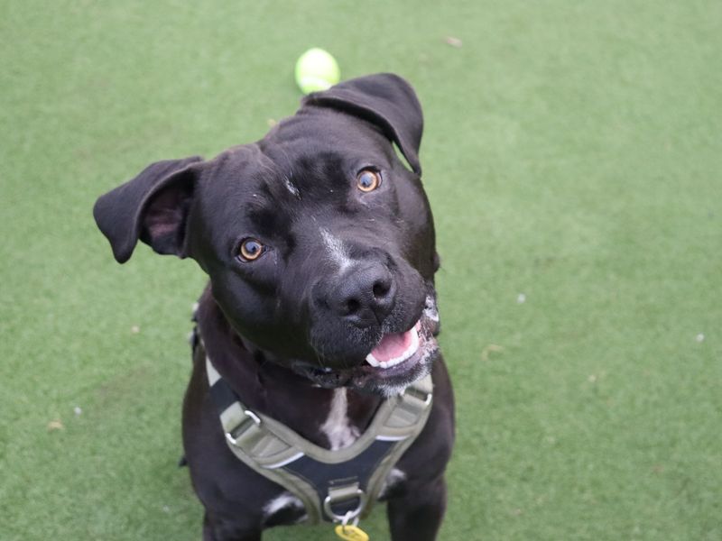 Staffordshire Bull Terrier for adoption in Glasgow, City of Glasgow – 9 months old - Image 2 of 5