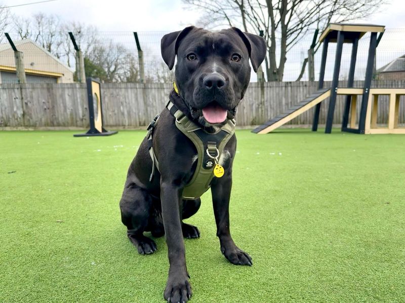Staffordshire Bull Terrier for adoption in Glasgow, City of Glasgow – 9 months old - Image 4 of 5