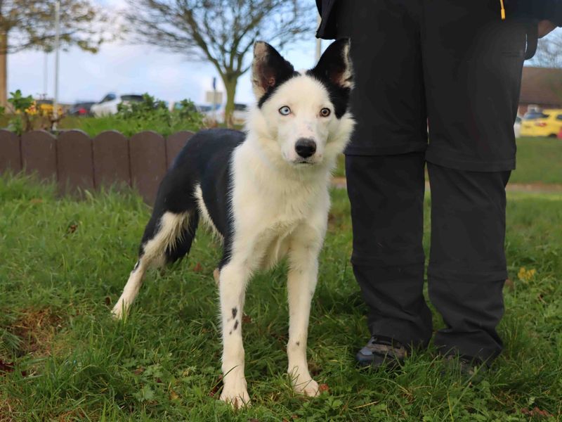 Border Collie for adoption in Sadberge, Co Durham – 1 year old