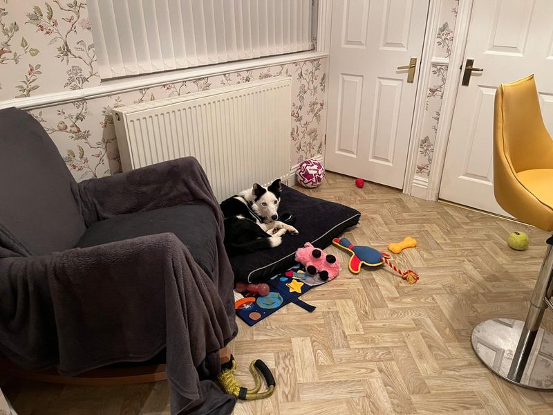 Jip, a 2 years old male Collie available for adoption from Dogs Trust in Darlington, County Durham