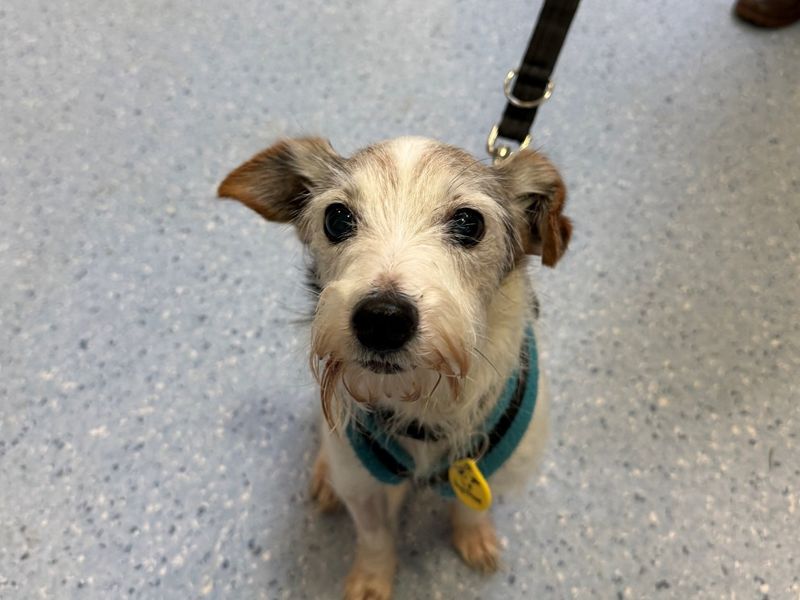 Jack Russell Terrier for adoption in Wymeswold, Leicestershire – 11 years old - Image 2 of 2