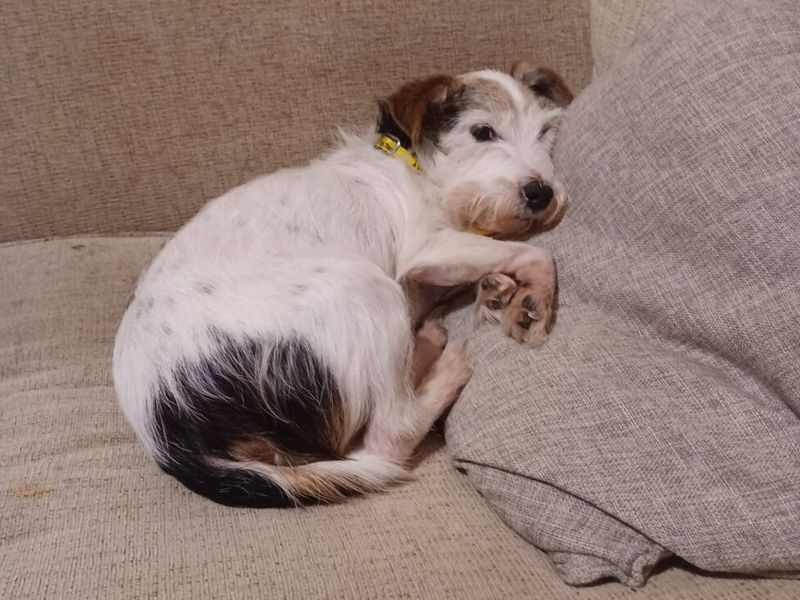 Jack Russell Terrier for adoption in Wymeswold, Leicestershire – 11 years old