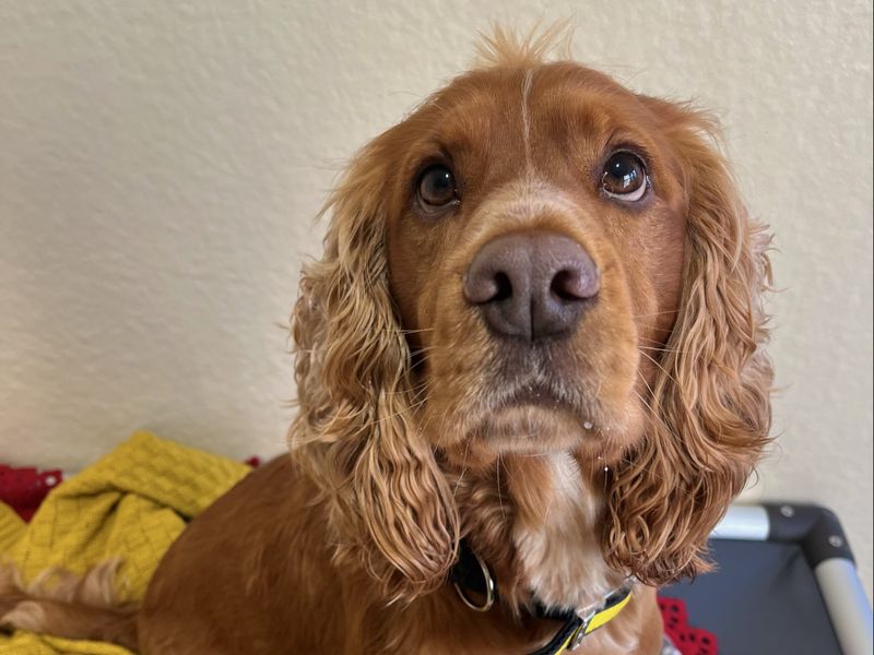 Cocker Spaniel for adoption in Ballymena, Co Antrim – 3 years old - Image 2 of 2