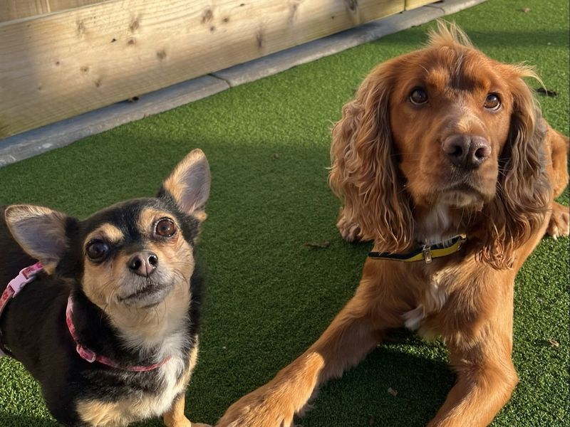 Cocker Spaniel Dogs And Puppies For Adoption