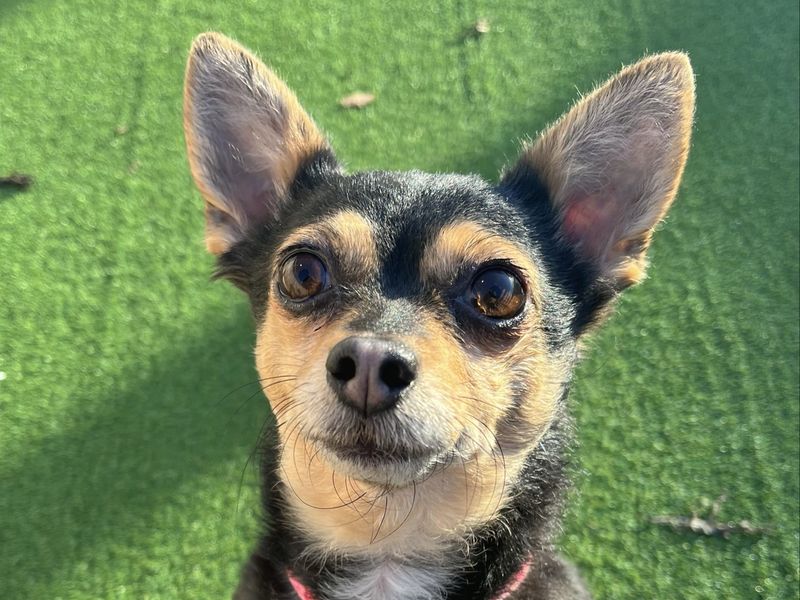 Cleo | Chihuahua (Smooth Coat) Cross | Ballymena (Northern Ireland) - 1