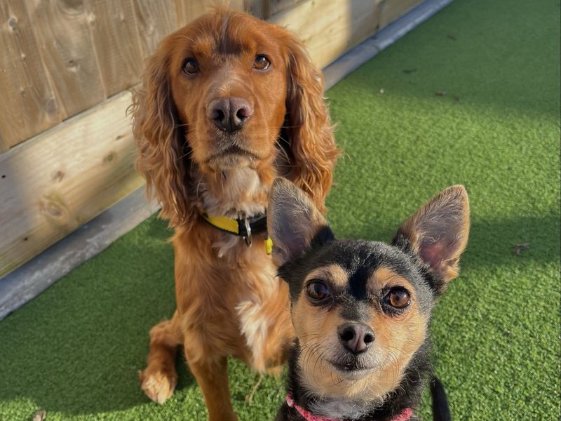 Chihuahua for adoption in Ballymena, Co Antrim – 5 years old - Image 2 of 2