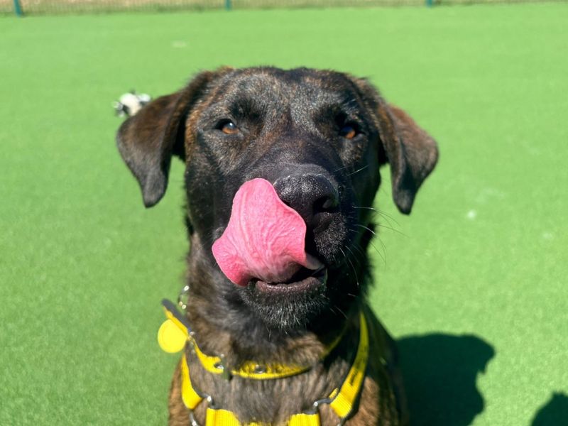 Bruce | Dutch Shepherd Cross | Canterbury - 4