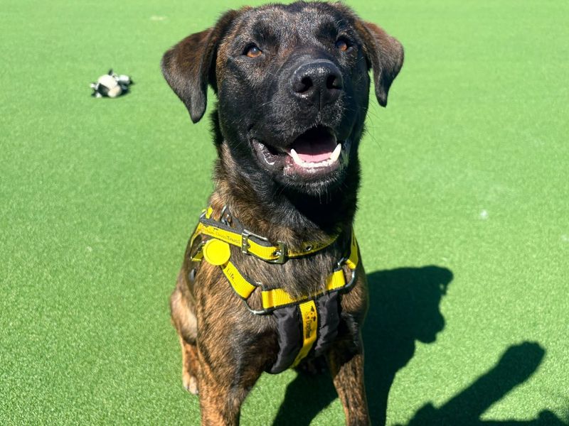 Bruce | Dutch Shepherd Cross | Canterbury - 2
