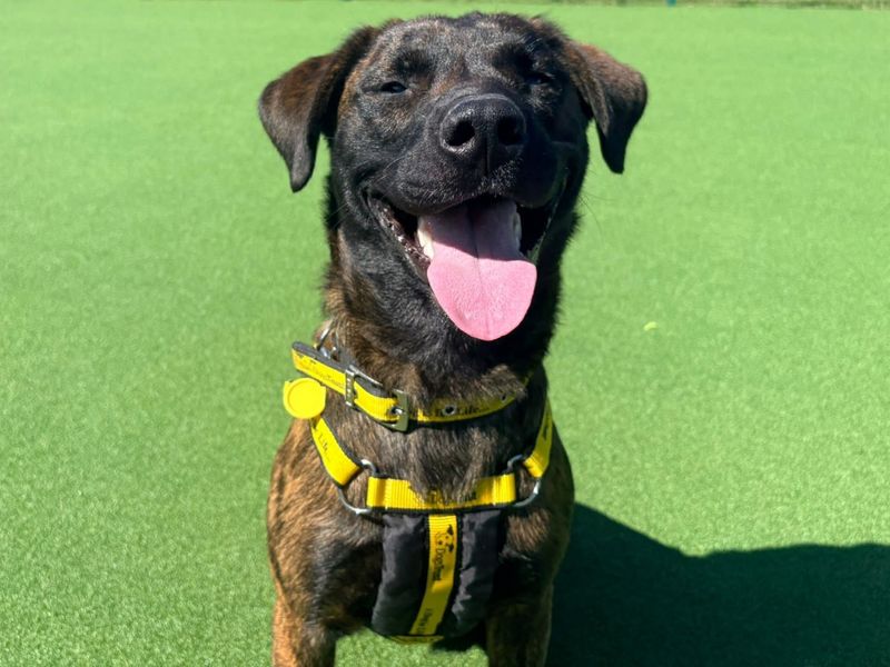 Bruce | Dutch Shepherd Cross | Canterbury - 3